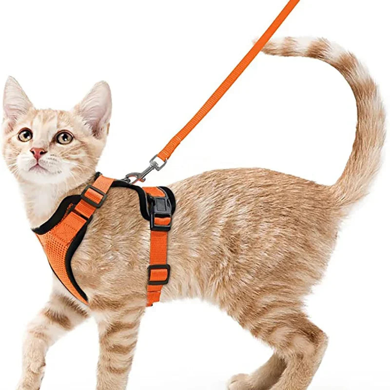 Harnais Chat Confort