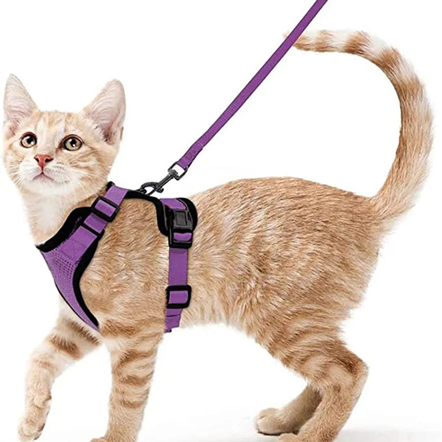 Harnais Chat Confort