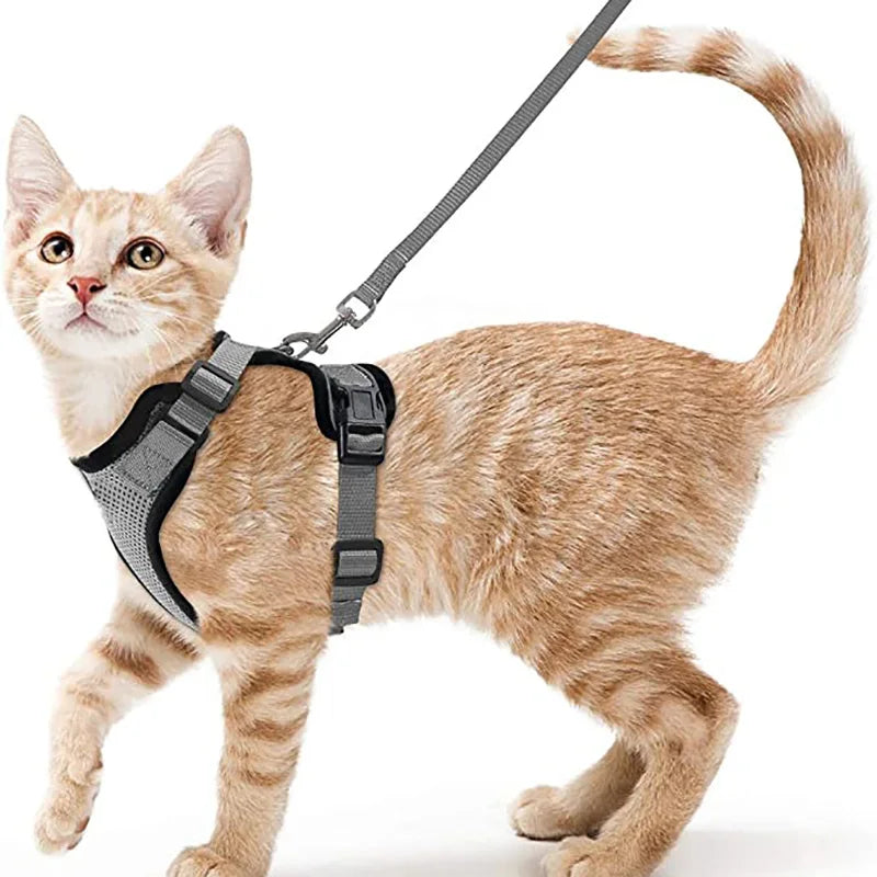 Harnais Chat Confort