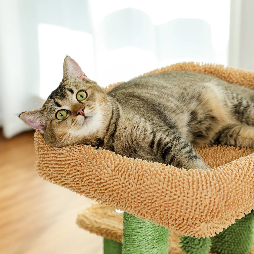 Arbre a chat