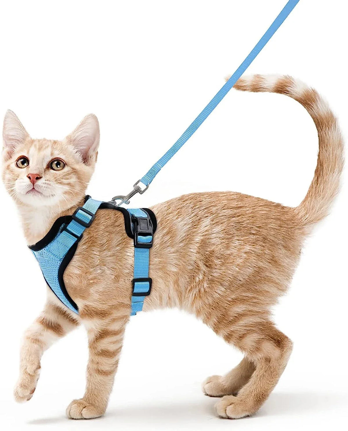 Harnais Chat Confort