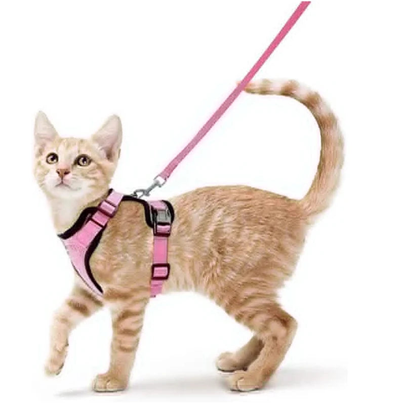 Harnais Chat Confort