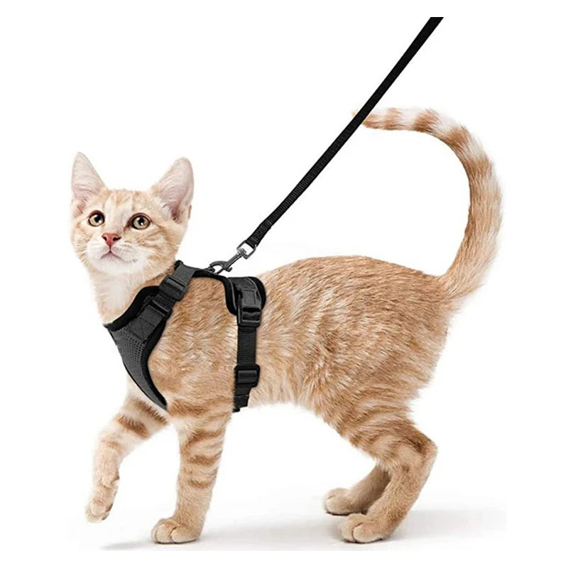 Harnais Chat Confort