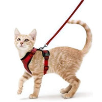 Harnais Chat Confort